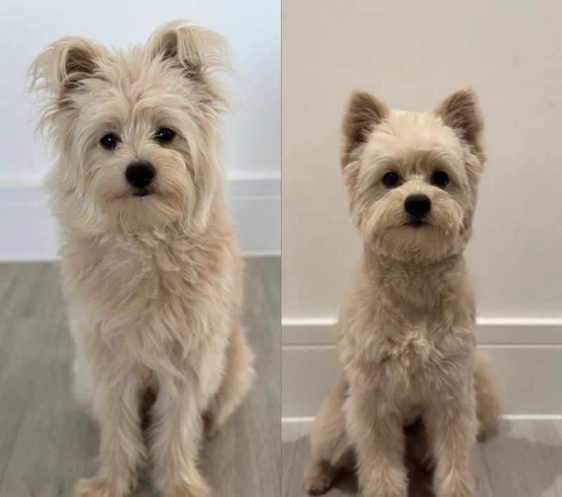 Two small pale terriers sitting side by side after their groom