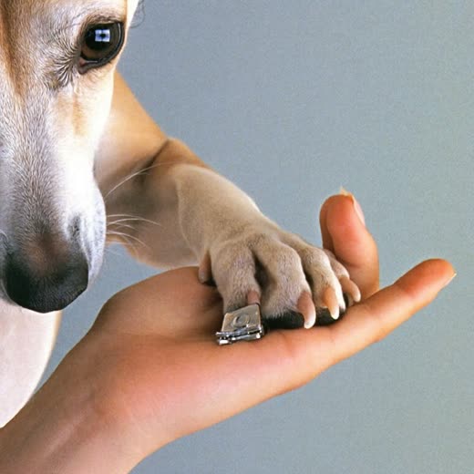 A dog's paw during a nail trim